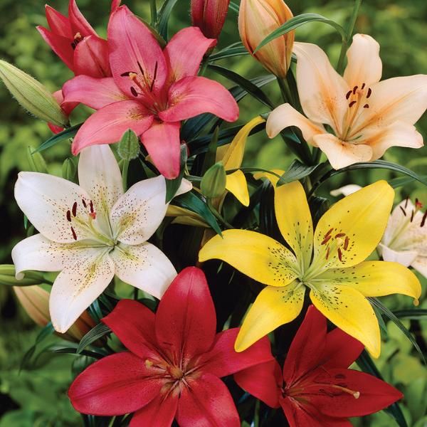 Perennial lilies deals